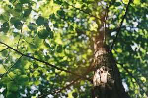 Tree with green leaves with sunlight