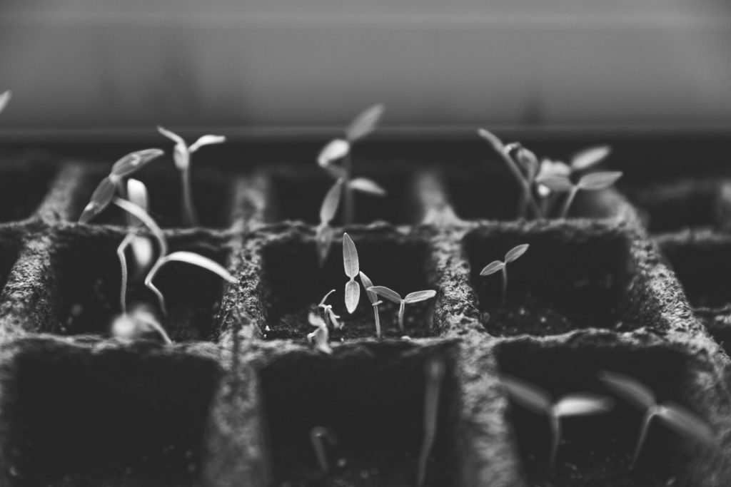 Black and white image of seedlings