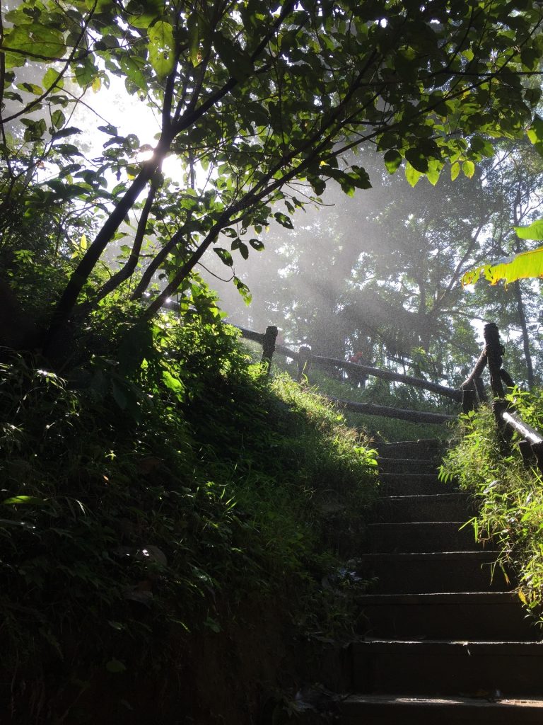 Sunlight streaming through green woods with stairs