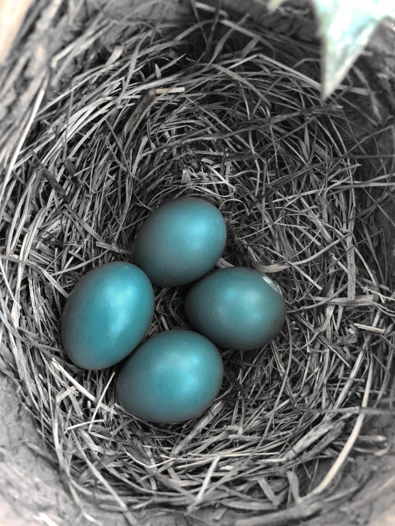 Bird's nest with 4 blue eggs