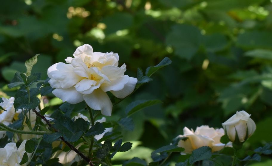 Yellow rose