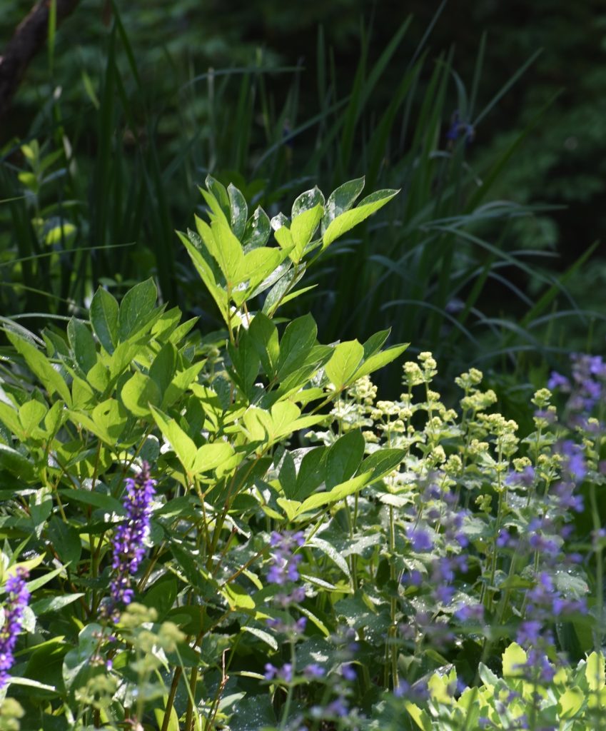 Perennial garden