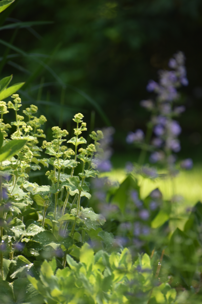 Close up of perennial garden