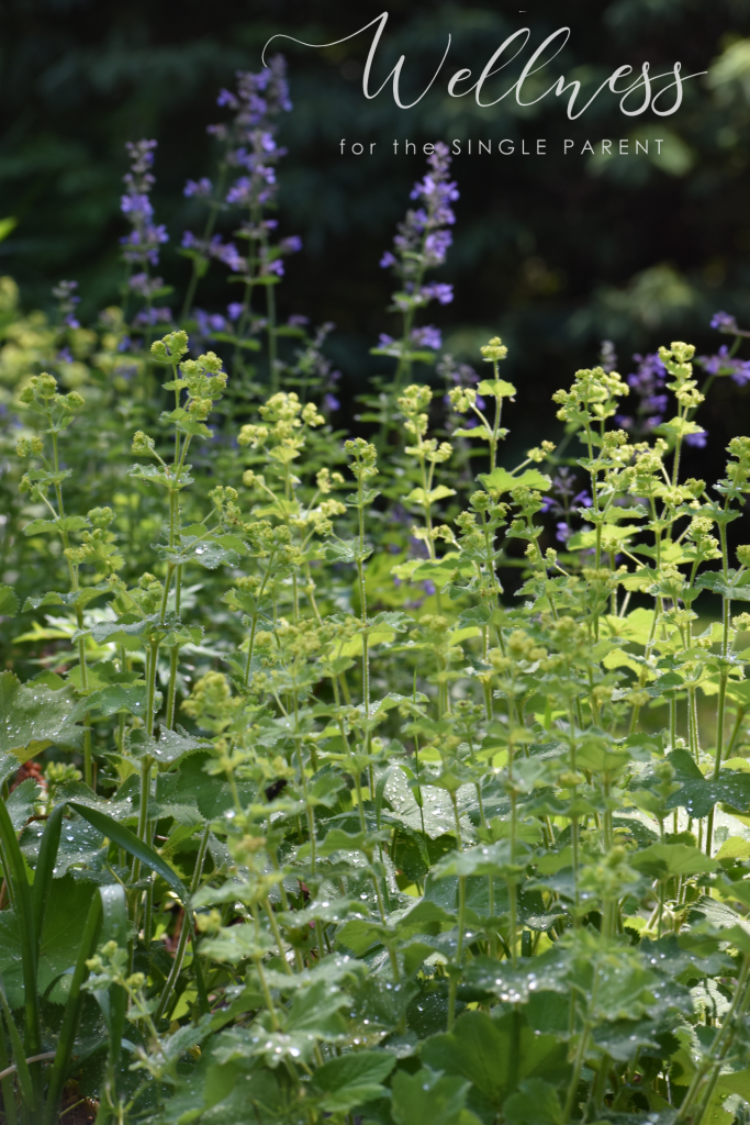 Perennial garden