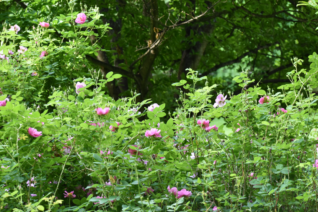 Pink rose garden