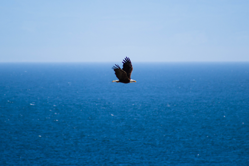 Bald eagle flying over ocean