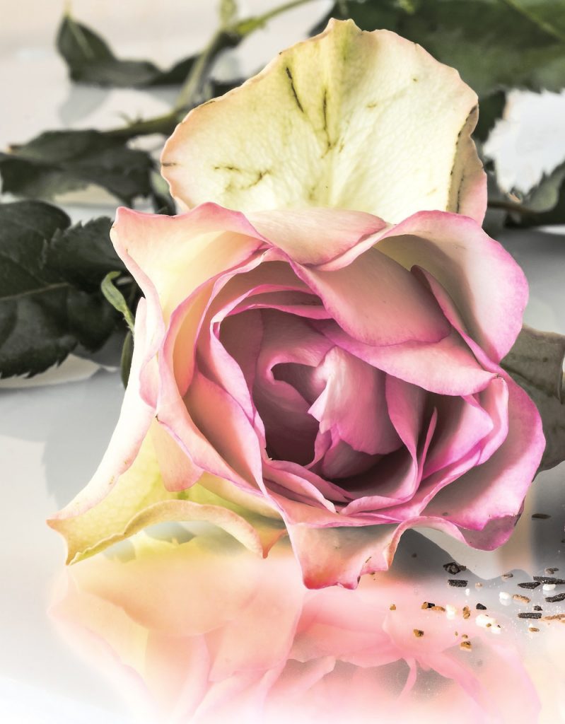 Close up of light pink rose